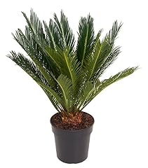 Cycas revoluta palmfarn gebraucht kaufen  Wird an jeden Ort in Deutschland