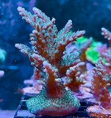Live saltwater coral for sale  Delivered anywhere in USA 