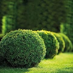 Buchsbaum kugel buxus gebraucht kaufen  Wird an jeden Ort in Deutschland