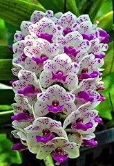 100pcs cymbidium orchid for sale  Delivered anywhere in USA 