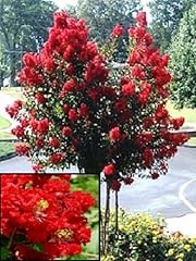 Red crape myrtle for sale  Delivered anywhere in USA 
