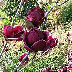 Rare 'Genie' Genie Dark Red Yulan Magnolia Tree Flower for sale  Delivered anywhere in Canada