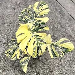 Rare monstera plant for sale  Delivered anywhere in USA 