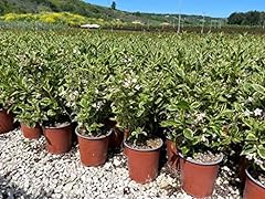 Weigela florida nana usato  Spedito ovunque in Italia 