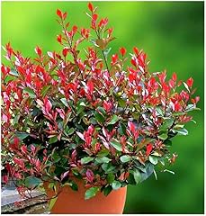 Photinia fraseri little for sale  Delivered anywhere in UK