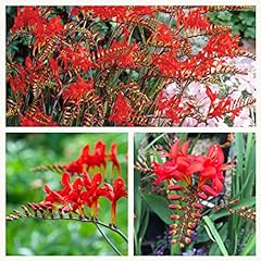 Crocosmia montbretia lucifer for sale  Delivered anywhere in UK