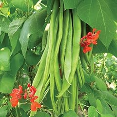 Runner bean seeds for sale  Delivered anywhere in UK