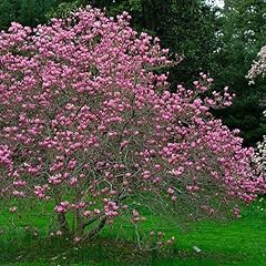 Ann star magnolia for sale  Delivered anywhere in USA 