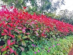 Red robin hedging for sale  Delivered anywhere in UK