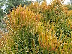 Succulente euphorbia tirucalli usato  Spedito ovunque in Italia 