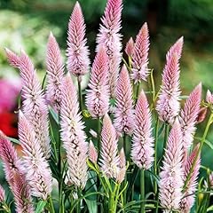 1000 seed celosia for sale  Delivered anywhere in USA 