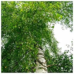 Silver birch tree for sale  Delivered anywhere in UK