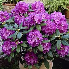 Rhododendron catawbiense grand for sale  Delivered anywhere in UK