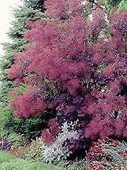 Royal purple smokebush for sale  Delivered anywhere in USA 