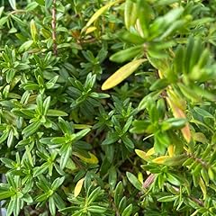 Plant sarriette pépinière d'occasion  Livré partout en France