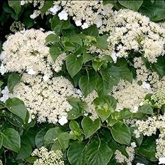 Hydrangea petiolaris climbing for sale  Delivered anywhere in UK