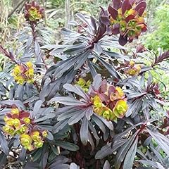 Pianta vera euphorbia usato  Spedito ovunque in Italia 