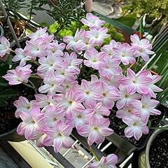 5pcs white pink for sale  Delivered anywhere in USA 