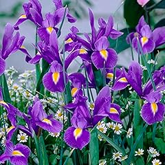 Iris hollandica summer for sale  Delivered anywhere in UK