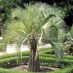 Butia capitata pindo d'occasion  Livré partout en France