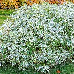 Cornus alba elegantissima for sale  Delivered anywhere in UK
