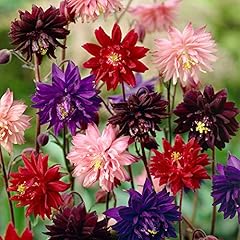 Aquilegia vulgaris stellata for sale  Delivered anywhere in UK
