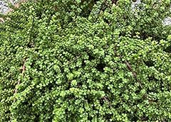 Cuttings elephant bush for sale  Delivered anywhere in USA 