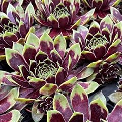 Hens chicks succulent for sale  Delivered anywhere in USA 
