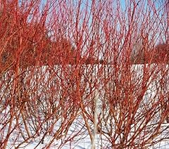 Red twig dogwood for sale  Delivered anywhere in USA 