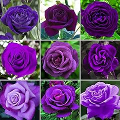 Gardenersdream purple rose for sale  Delivered anywhere in UK