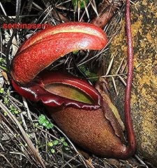 Semi nepenthes rajah usato  Spedito ovunque in Italia 