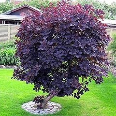 Cotinus coggygria royal for sale  Delivered anywhere in Ireland