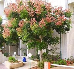 Chinese flame tree for sale  Delivered anywhere in USA 