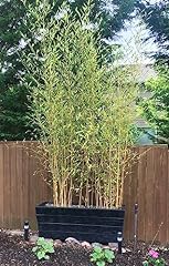 Bambù bambusa bamboo usato  Spedito ovunque in Italia 