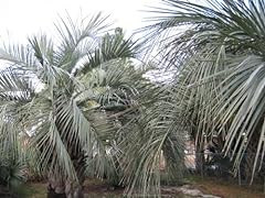 Pindo palmsamen frische gebraucht kaufen  Wird an jeden Ort in Deutschland
