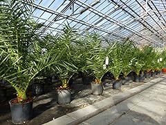 Gruenwaren jakubik palme gebraucht kaufen  Wird an jeden Ort in Deutschland