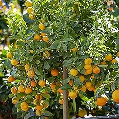 Yougarden citrus panama for sale  Delivered anywhere in UK