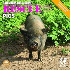 2025 rescue pigs for sale  Delivered anywhere in USA 