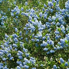 Ceanothus thyrsiflorus victori for sale  Delivered anywhere in UK