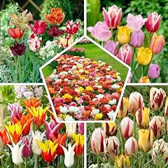 Collection bulbes tulipes d'occasion  Livré partout en France