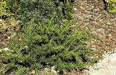 Eibe tafeleibe taxus gebraucht kaufen  Wird an jeden Ort in Deutschland