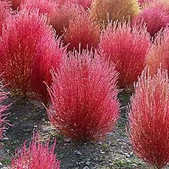 Saterkali semi kochia usato  Spedito ovunque in Italia 