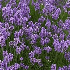 Lavandula angustifolia tray for sale  Delivered anywhere in UK