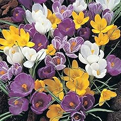 100 crocus bulbs for sale  Delivered anywhere in UK