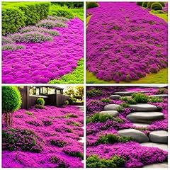 15000 creeping thyme for sale  Delivered anywhere in USA 