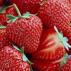 Honeoye strawberry bare for sale  Delivered anywhere in USA 