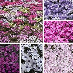 Creeping phlox collection for sale  Delivered anywhere in UK