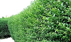 Green privet hedging for sale  Delivered anywhere in UK