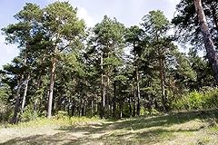 Samen waldkiefer pinus gebraucht kaufen  Wird an jeden Ort in Deutschland