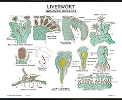 Liverwort wall chart for sale  Delivered anywhere in USA 